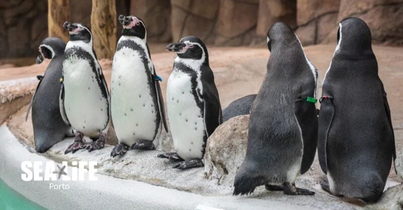 SEA LIFE Porto lança aventura de verão com pinguins, piratas e ciência