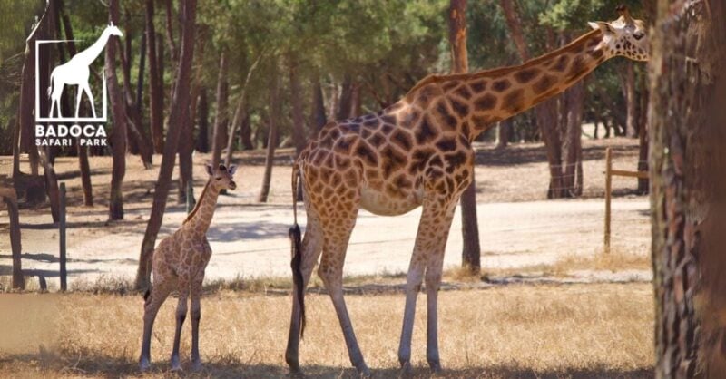 Badoca Park: um safari em pleno Alentejo!