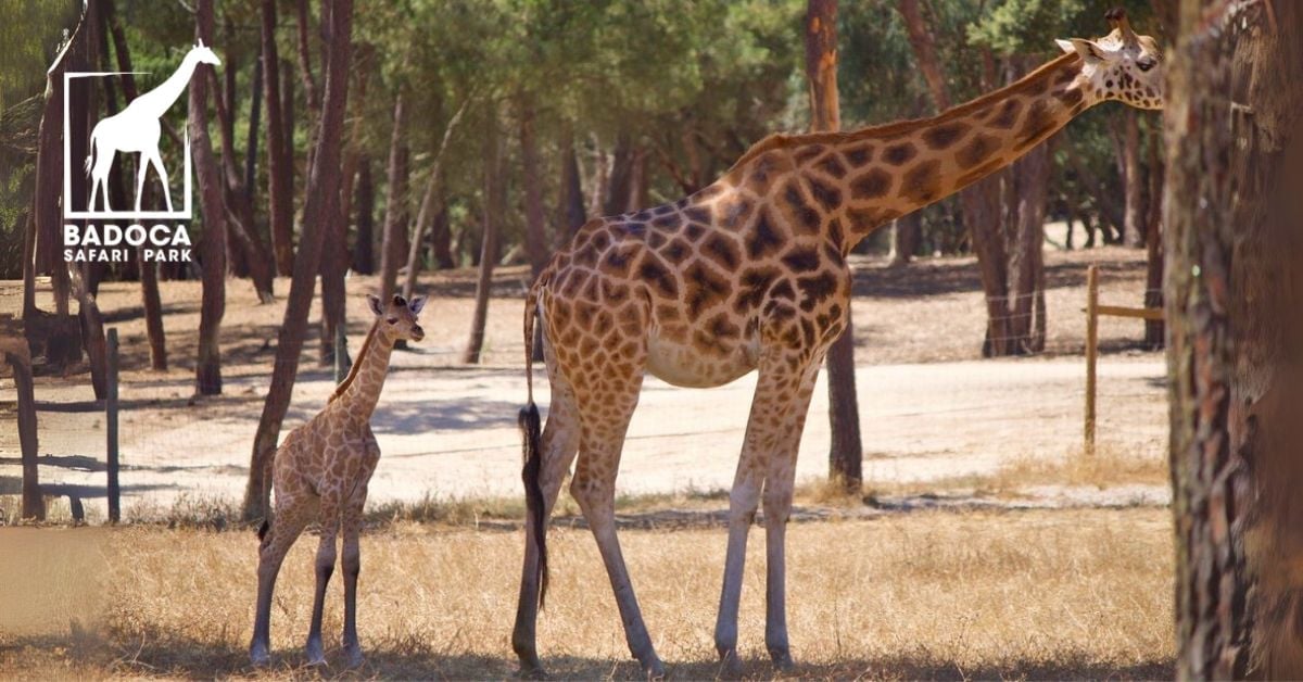 Badoca Safari Park - Girafa