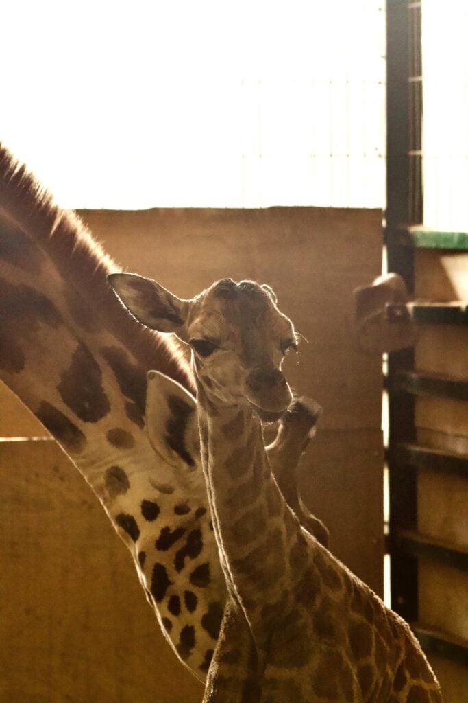 Badoca Safari Park - Girafa