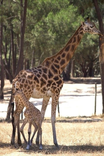 Badoca Safari Park - Girafa