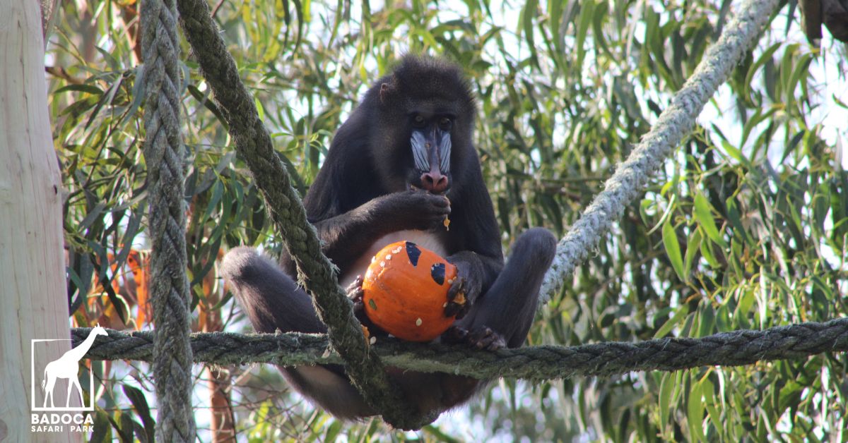 Badoca Safari Halloween e Glamping Experience