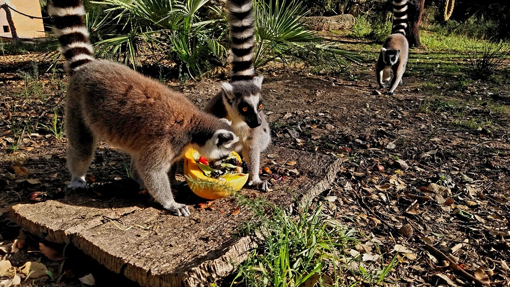 Halloween no Badoca Park