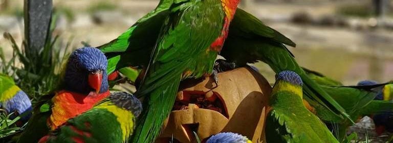 Halloween no Badoca Park