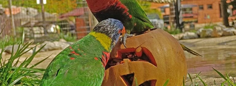 Halloween no Badoca Park