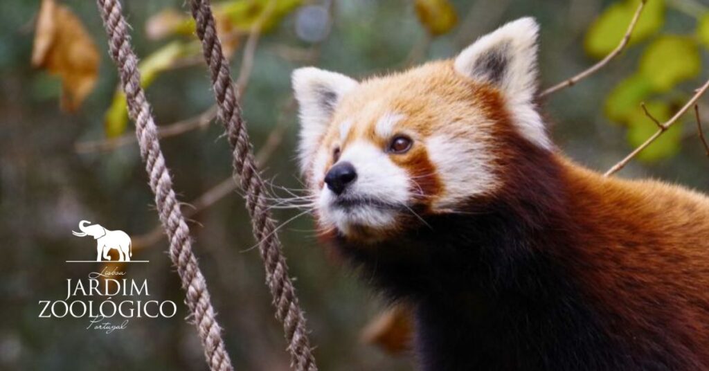 Natal no Jardim Zoológico