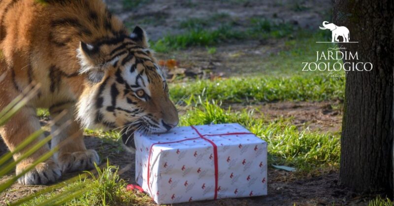 Presentes do Jardim Zoológico: fora da caixa e solidários