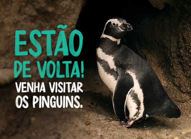 Pinguins Oceanário
