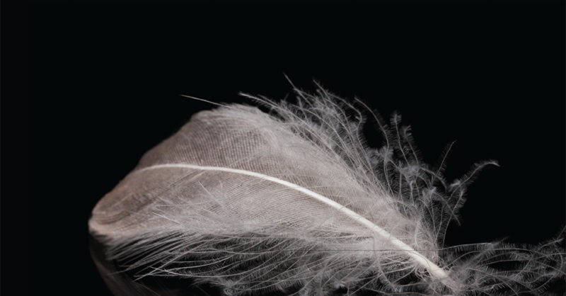 Quorum Dance Company apresenta “Lago dos Cisnes”