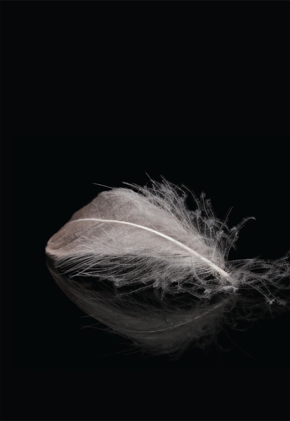 Quorum Dance Company apresenta “Lago dos Cisnes”