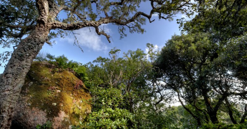 Dia Internacional da Floresta e da Árvore na Mata Relíquia do Convento dos Capuchos
