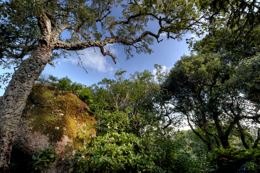 A Mata Relíquia do Convento dos Capuchos – Dia Internacional da Floresta e da Árvore