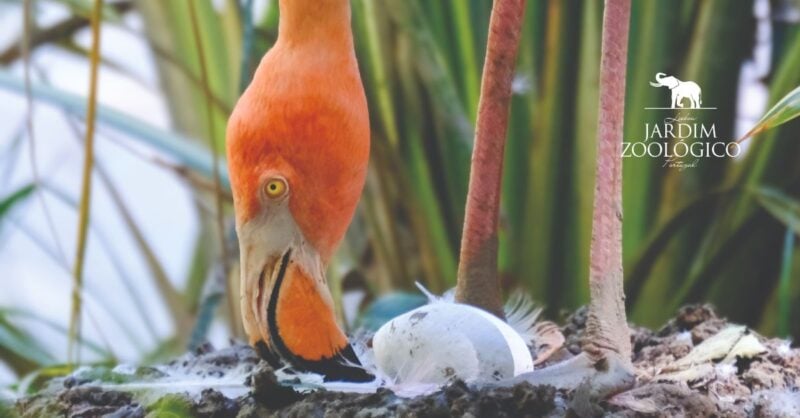 Páscoa no Jardim Zoológico