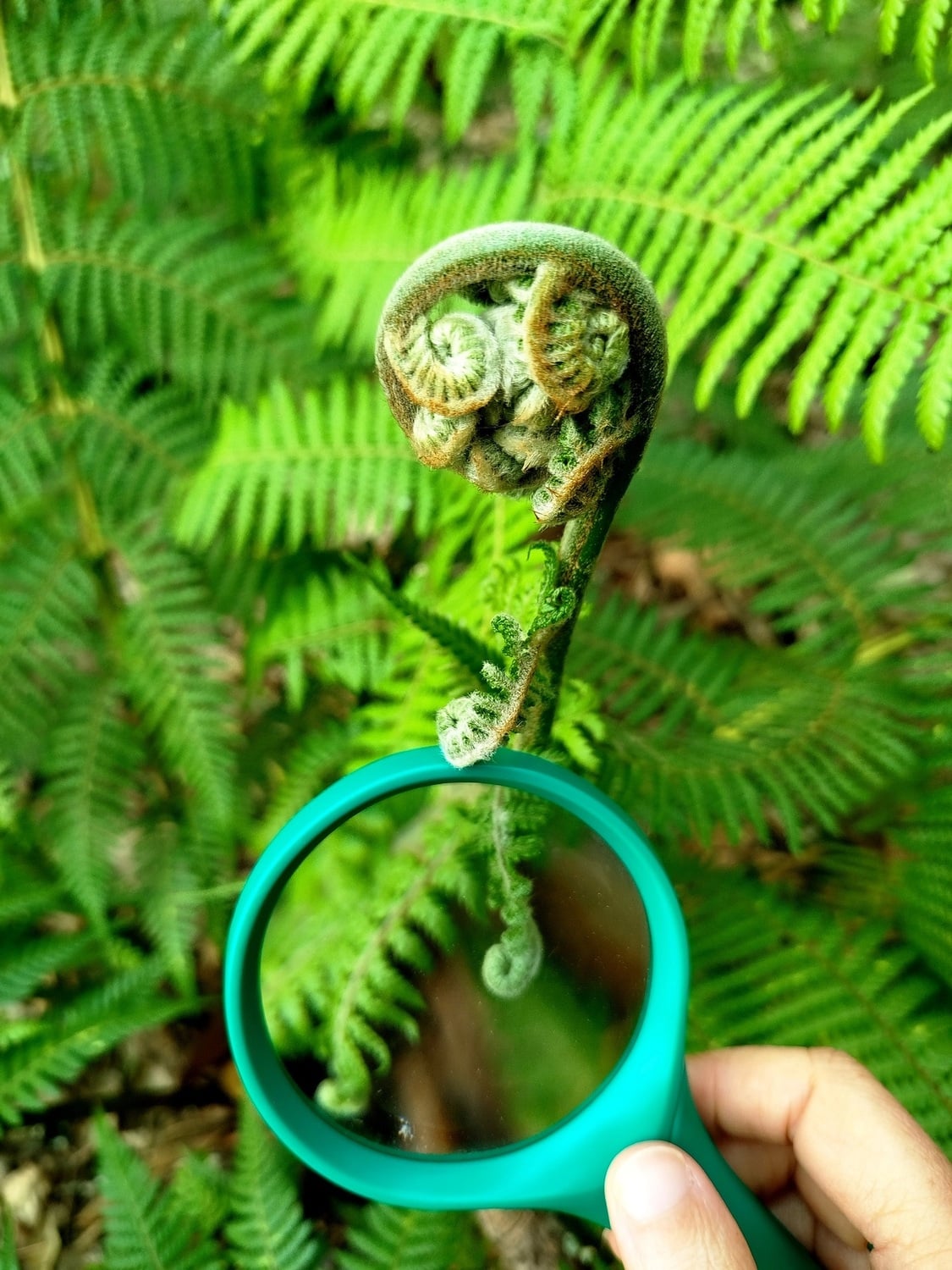 Biólogo por um Dia no Parques de Monserrate