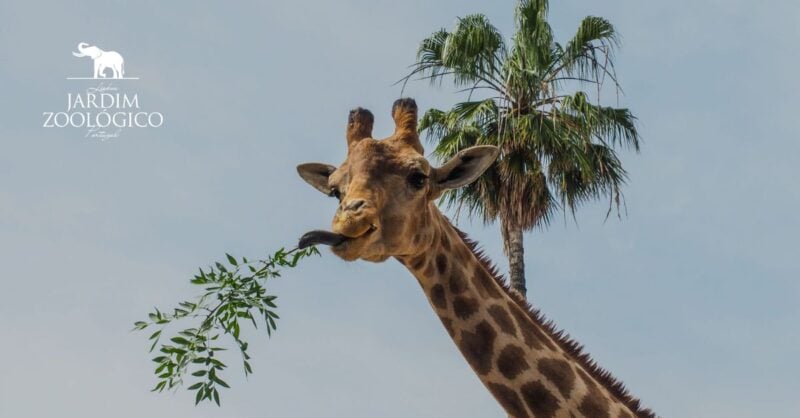 Dia da Criança e aniversário Jardim Zoológico Lisboa