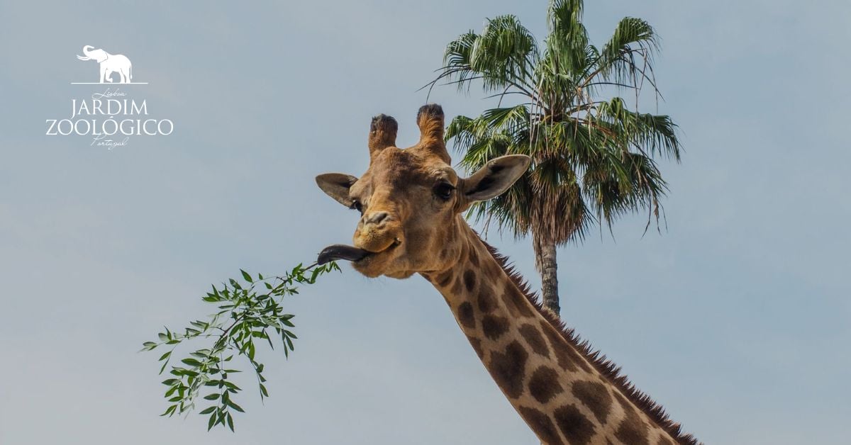 Dia da Criança e aniversário Jardim Zoológico Lisboa