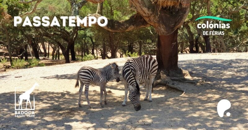 Passatempo Badoca Safari Park