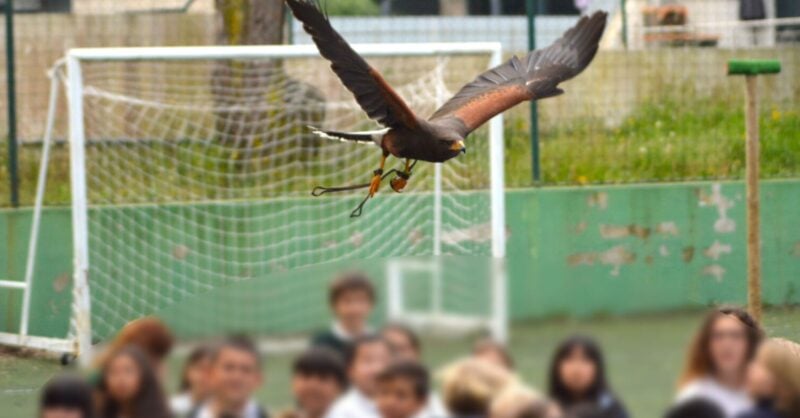 Atividades de Ciência e Aves de Rapina para Escolas/Colégios