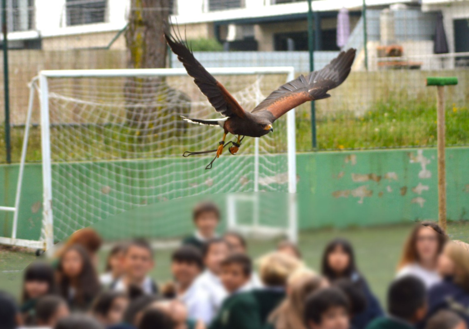 Atividades de Ciência e Aves de Rapina para Escolas/Colégios