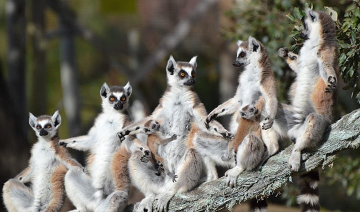lemures badoca park