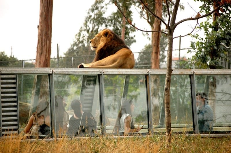 Sítios a visitar com crianças e toda a família: zoo santo inácio