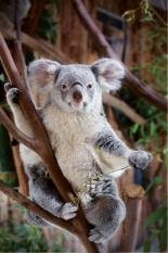 Koala – Animal do Mês de Novembro