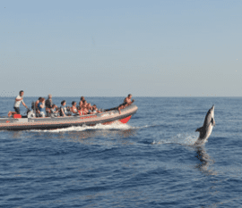 Venha Visitar os Golfinhos Dolphins Driven