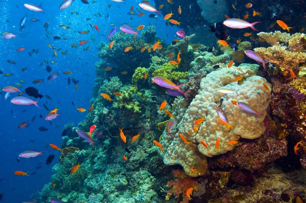 Hora do Planeta - Pela proteção dos Oceanos e Corais. Fish and coral in the Great Barrier Reef, Australia.