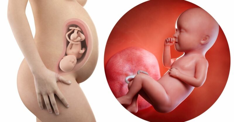 34 semanas de gravidez: posição cefálica ou pélvica?