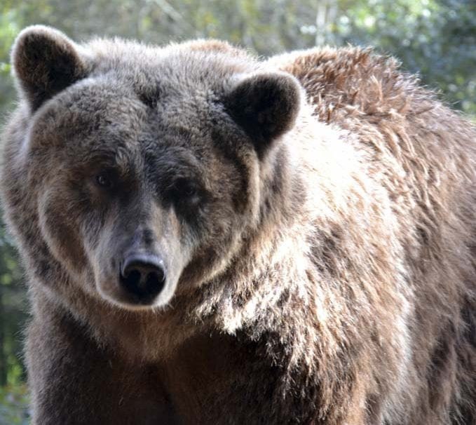 parque biológico da serra da lousã: urso pardo