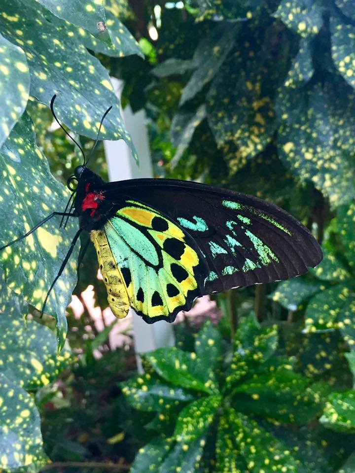 the key west butterfly & nature conservatory