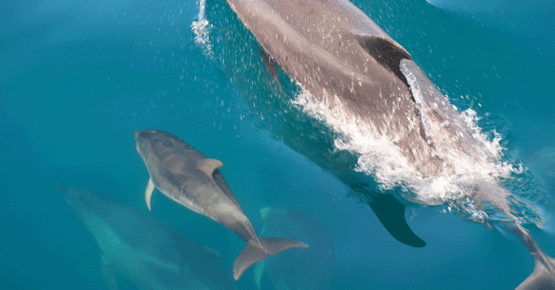 Os golfinhos do Sado