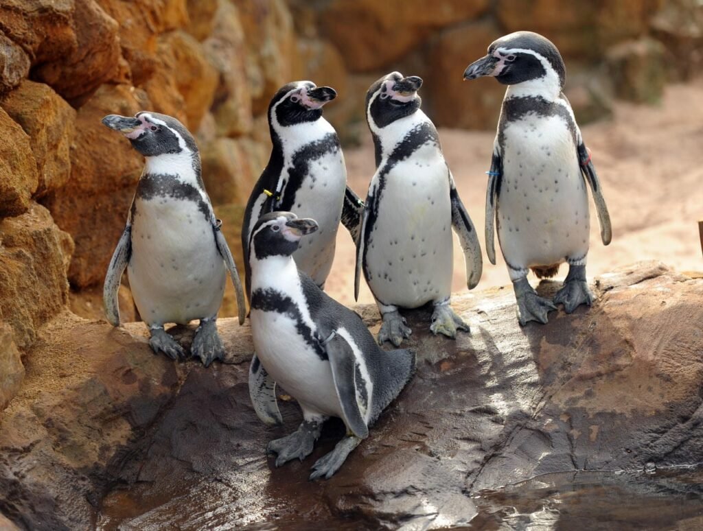 pinguins sea life