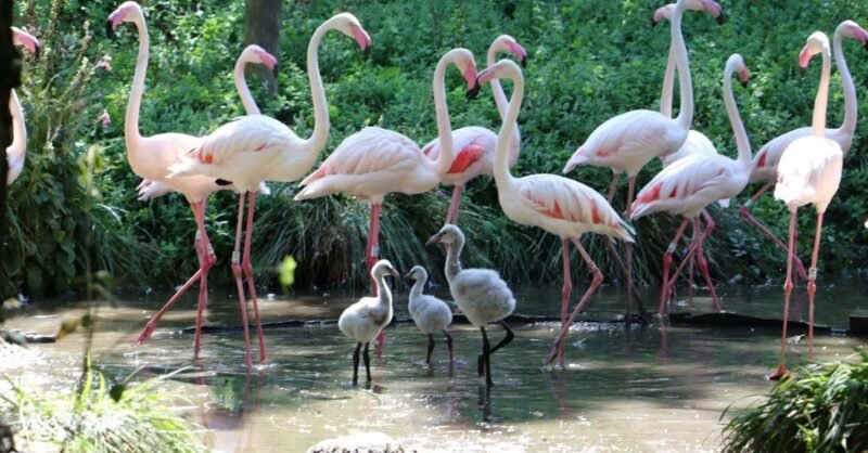 Zoo de Lourosa: o único parque ornitológico do país!