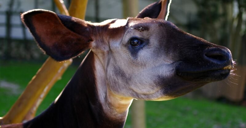 Vamos conhecer o Okapi!