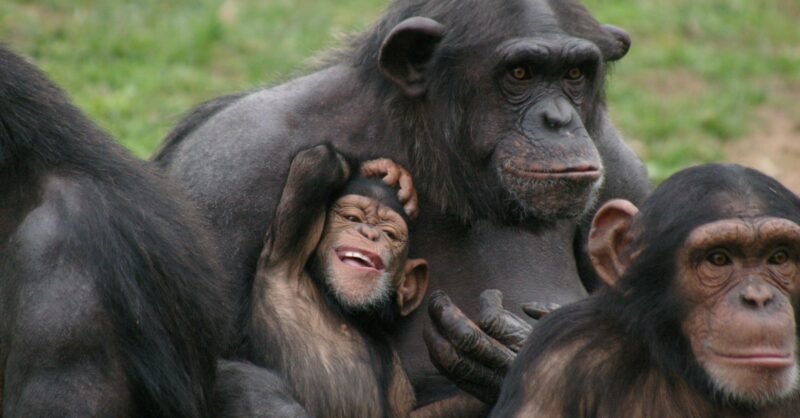 Chimpanzé jardim zoológico
