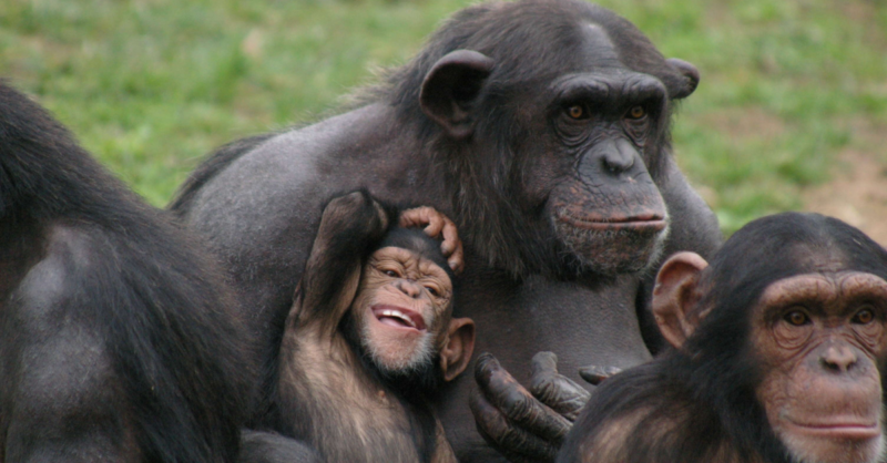 Celebrem o Dia da Criança na companhia dos animais do Jardim Zoológico!