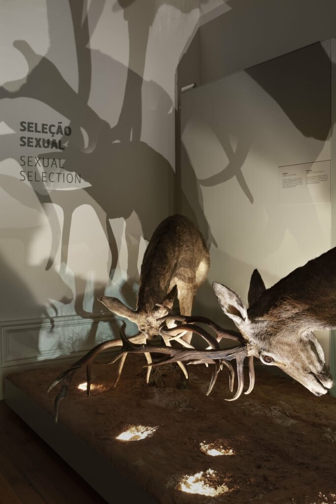 Galeria da Biodiversidade -seleção sexual, por José Eduardo Cunha