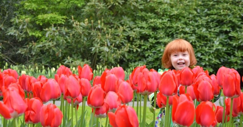 tulipas Keukenhof com crianças