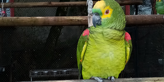 zoo da maia: papagaio