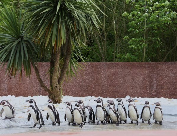 Zoo santo inacio pinguins