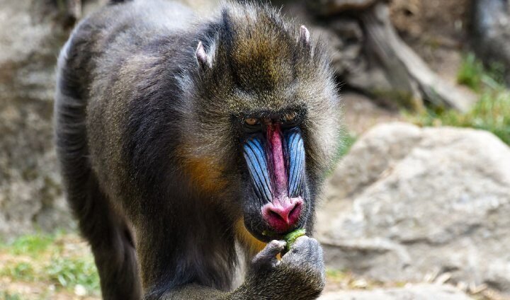 badoca park primata