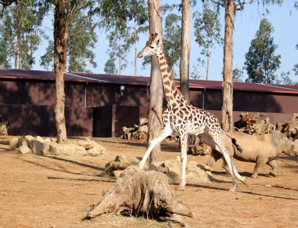zoo santo inacio girafas