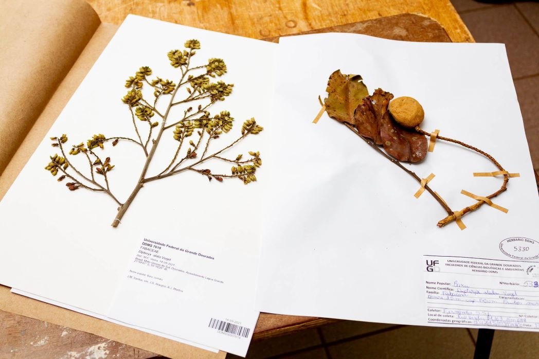 Workshop “Herbário: venha conhecer a flora local da Pedra do Sal”